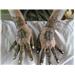 Indo-Western Mehndi